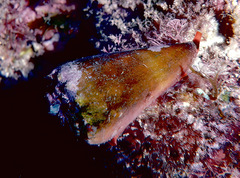 Conus moreleti