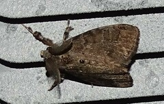 Dasychira vagans