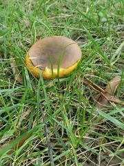 Aureoboletus innixus