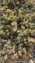 Gnaphalium uliginosum