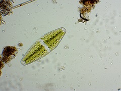 Netrium digitus