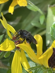 Melissodes bimaculatus