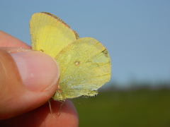 Colias pelidne