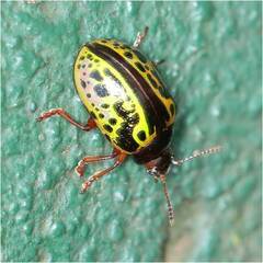 Calligrapha pantherina