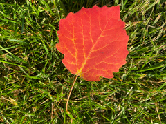 Populus