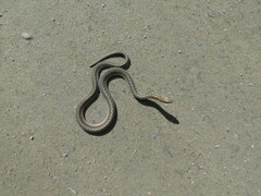 Thamnophis sirtalis pallidulus