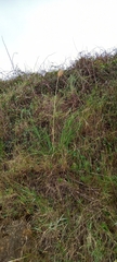 Cortaderia selloana