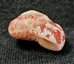 Agathistoma fasciatum