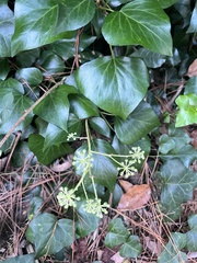 Hedera helix