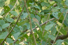 Phylloscopus collybita