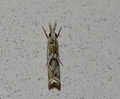Microcrambus kimballi