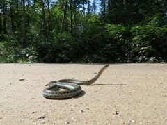 Thamnophis sirtalis pallidulus