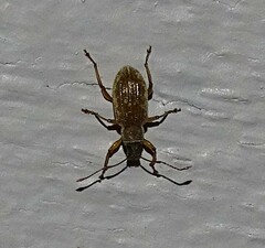 Cyrtepistomus castaneus