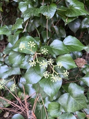 Hedera helix