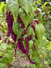 Amaranthus caudatus