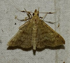 Renia discoloralis
