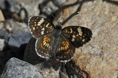 Phyciodes picta