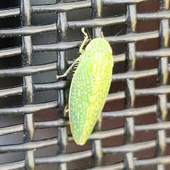 Rugosana querci