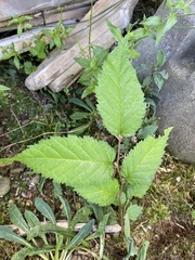 Betula alleghaniensis
