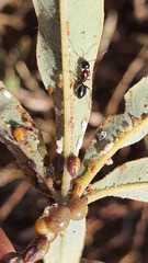 Myrmentoma