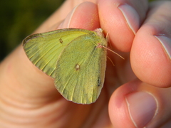 Colias pelidne
