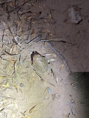 Anaxyrus microscaphus