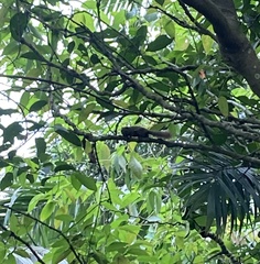 Callosciurus notatus