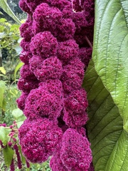Amaranthus caudatus