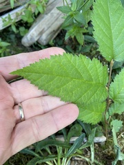 Betula alleghaniensis