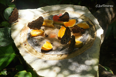 Morpho helenor montezuma