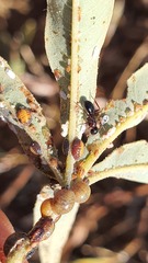 Myrmentoma