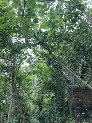 Callosciurus notatus