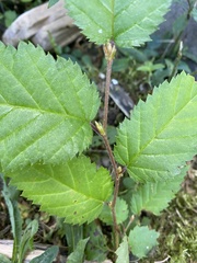 Betula alleghaniensis