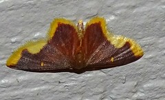 Lophosis labeculata