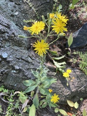 Hieracium sabaudum