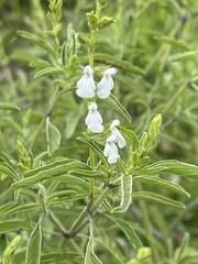 Salvia reflexa
