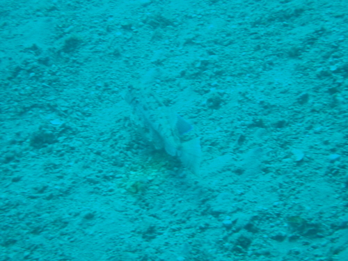 Lastavica glavulja (Chelidonichthys lastoviza)