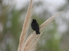 Hymenops perspicillatus