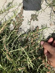Euphorbia thymifolia