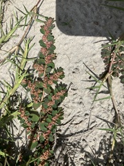 Euphorbia thymifolia