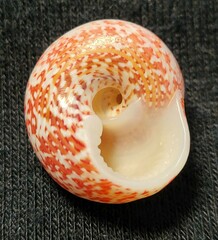 Agathistoma fasciatum