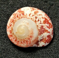 Agathistoma fasciatum