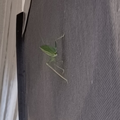 Paracyrtophyllus robustus