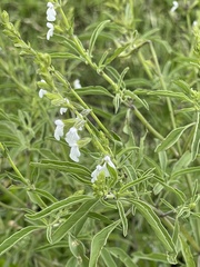 Salvia reflexa