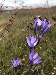 Babiana angustifolia