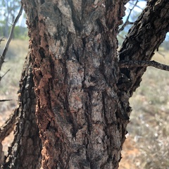 Eremophila mitchellii