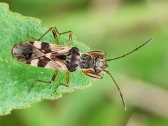 Neopamera