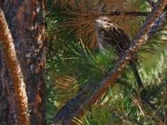 Emberiza leucocephalos