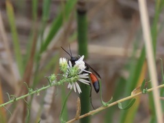 Sphecidae