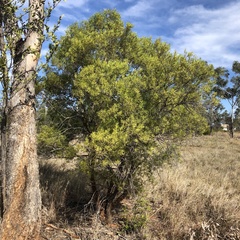 Eremophila mitchellii